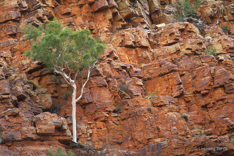 Ghost Gum grows on the red rock walls of Ormiston Gorge