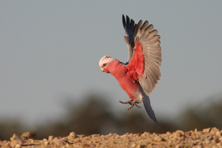 The lovely rosey plumage of a Galah, <i>Cacatua roseicapilla</i>, seen as it alights